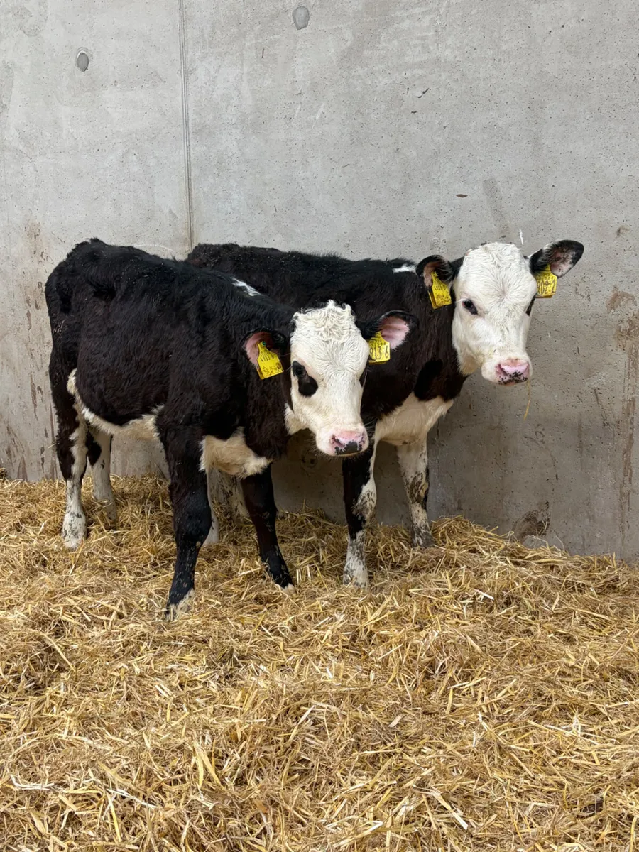 5 Reared Angus & Hereford Heifers - Image 1
