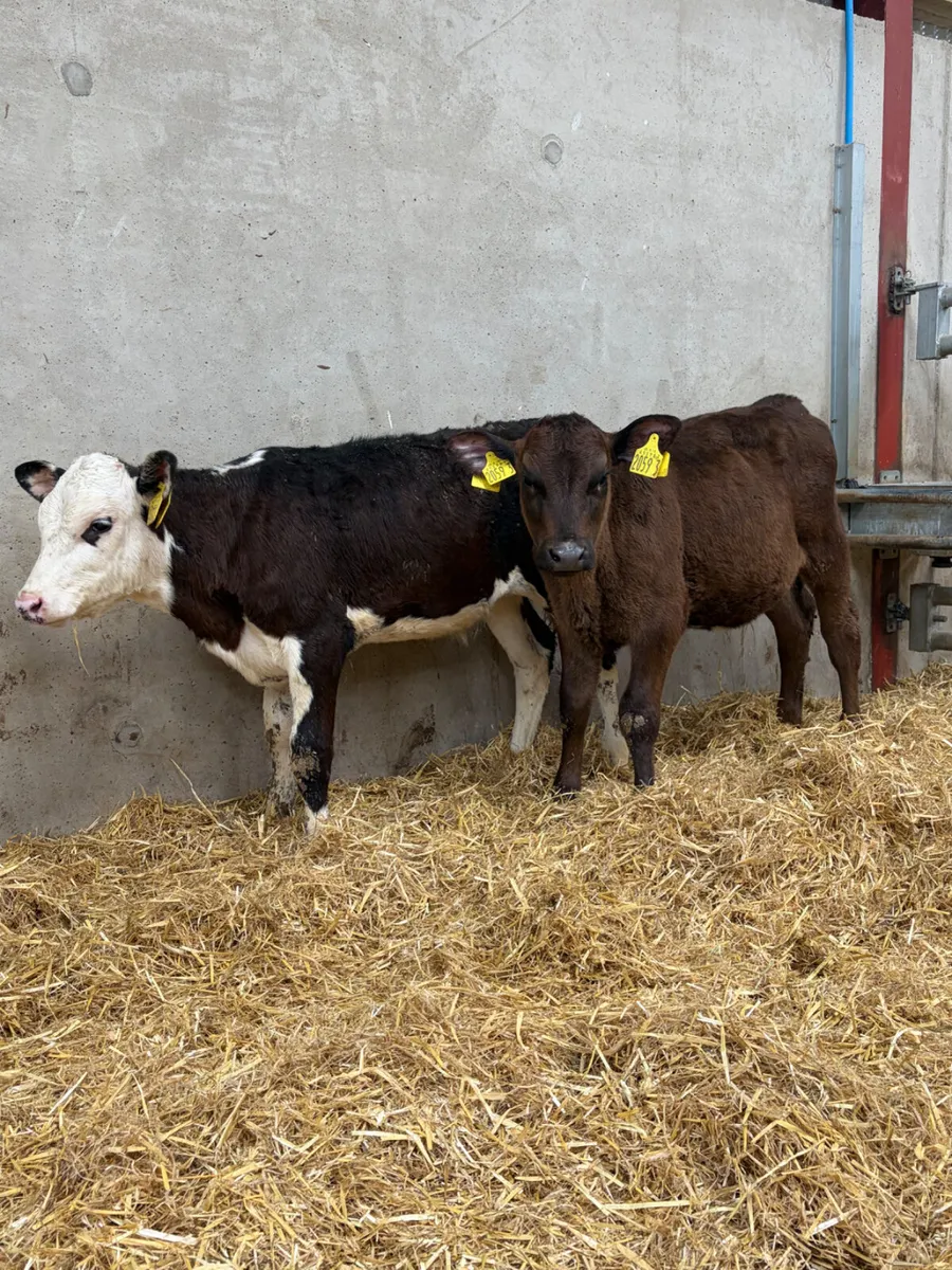 5 Reared Angus & Hereford Heifers - Image 4