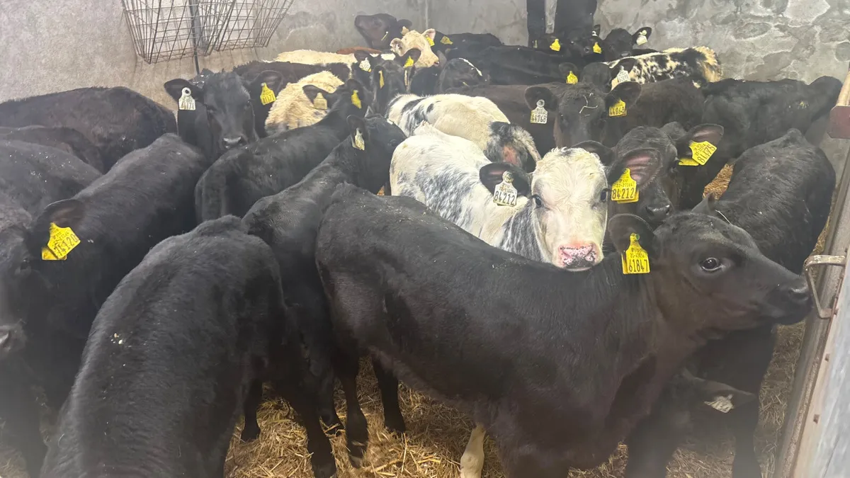 ⭐️Top Quality Calves And Runners⭐️ - Image 2