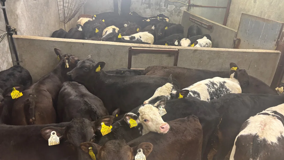 ⭐️Top Quality Calves And Runners⭐️ - Image 1