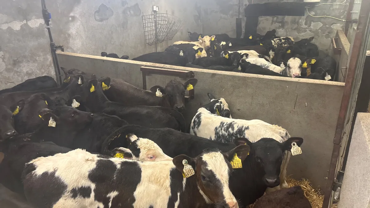 ⭐️Top Quality Calves And Runners⭐️ - Image 4