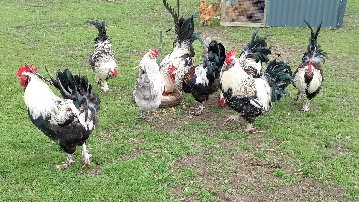 Roosters - Image 1