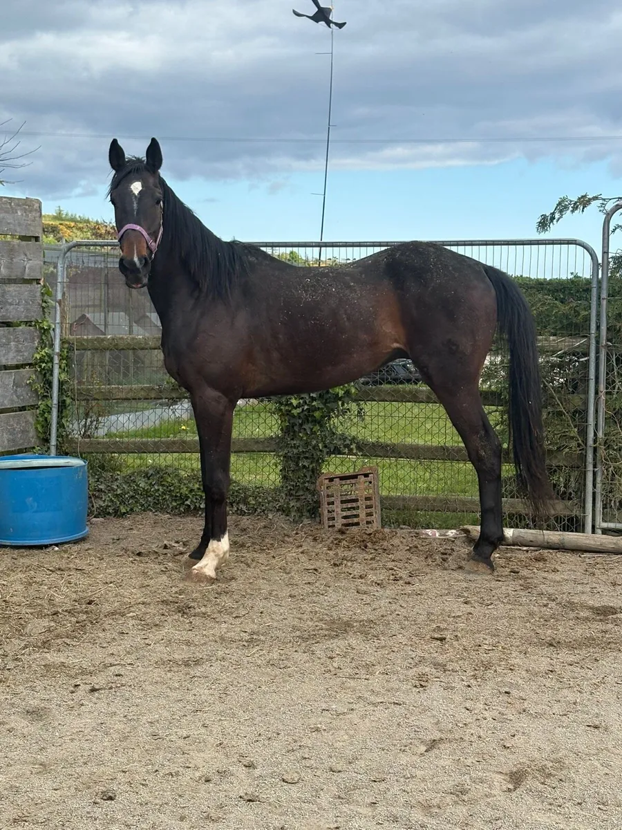 Horse - Image 3
