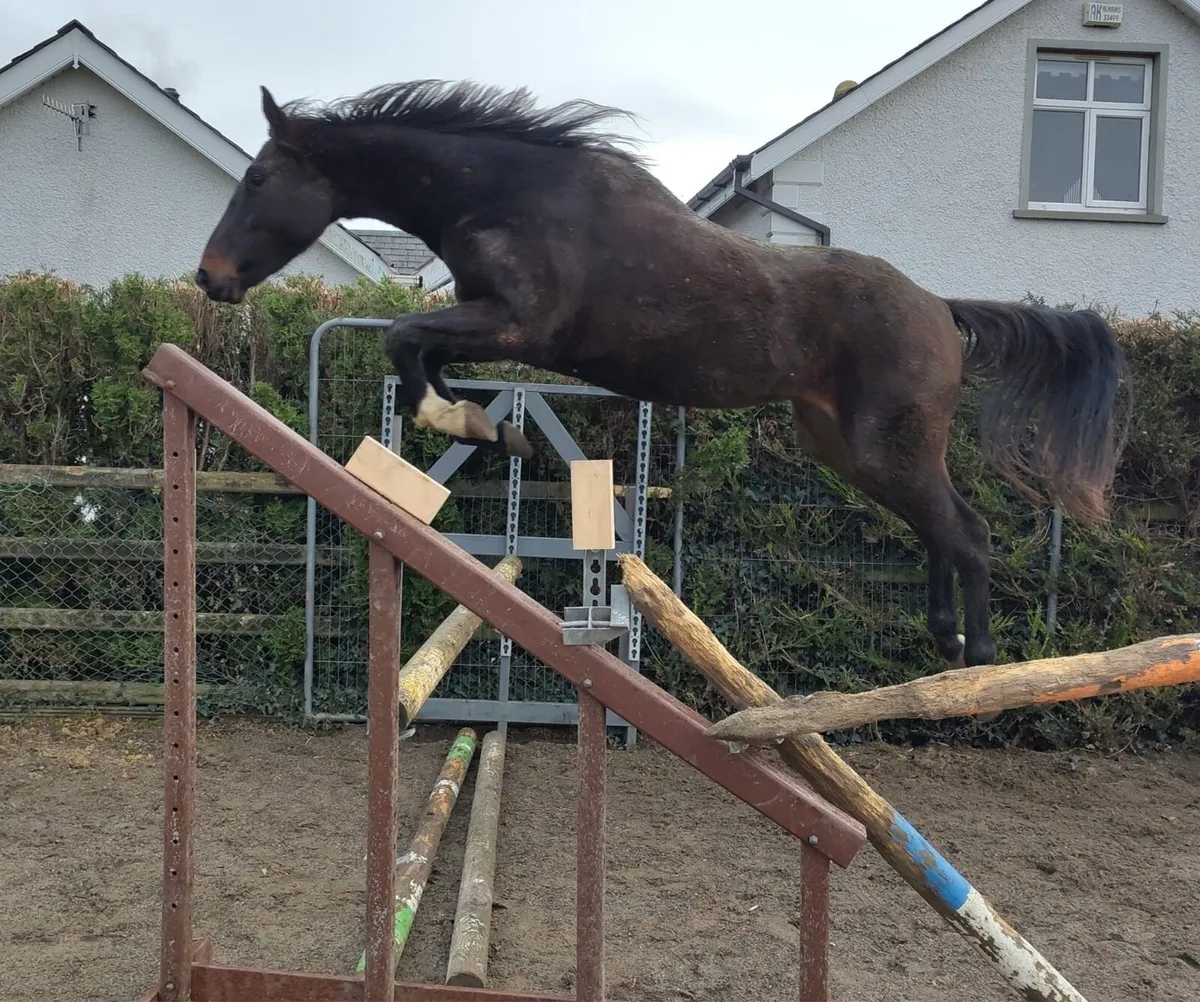 Horse - Image 4