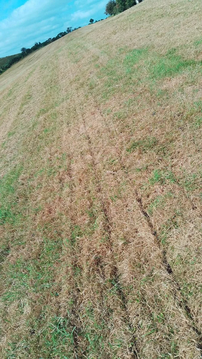 Reseeding/Stitching/Panbusting - Image 3