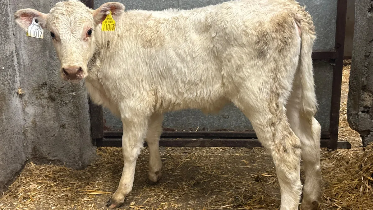 Purebred Shorthorn Heifer Calf - Image 1