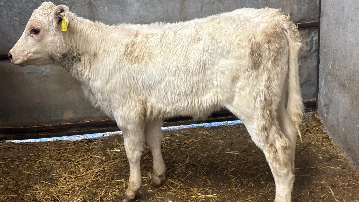 Purebred Shorthorn Heifer Calf - Image 3
