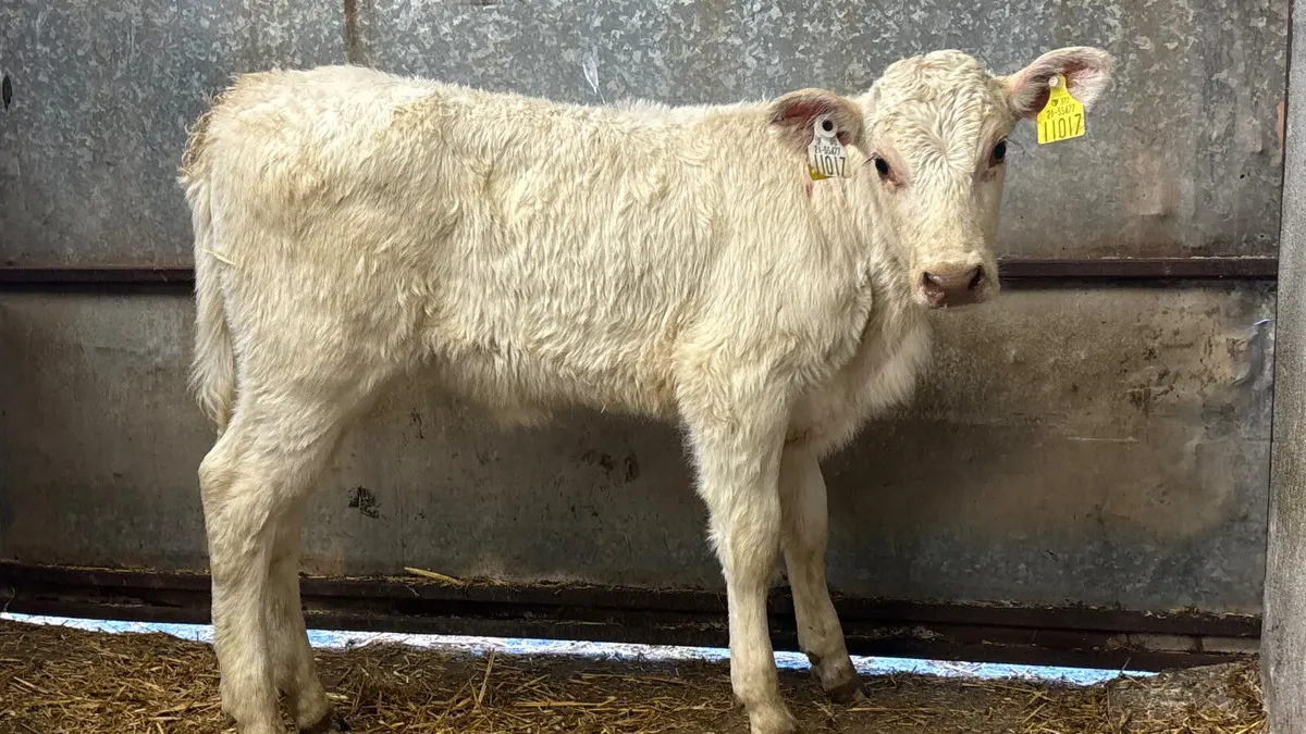 Purebred Shorthorn Heifer Calf - Image 4