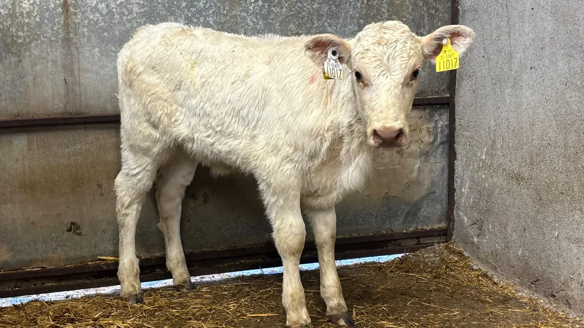 Purebred Shorthorn Heifer Calf - Image 2