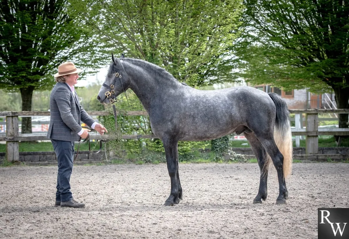 Seychelles Black shadow at stud - Image 1