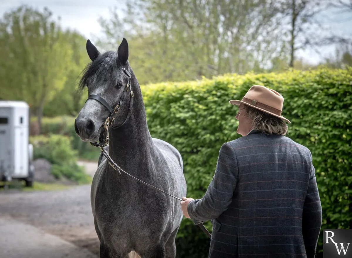 Seychelles Black shadow at stud - Image 2