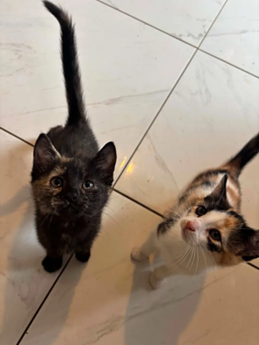 kittens - Image 2