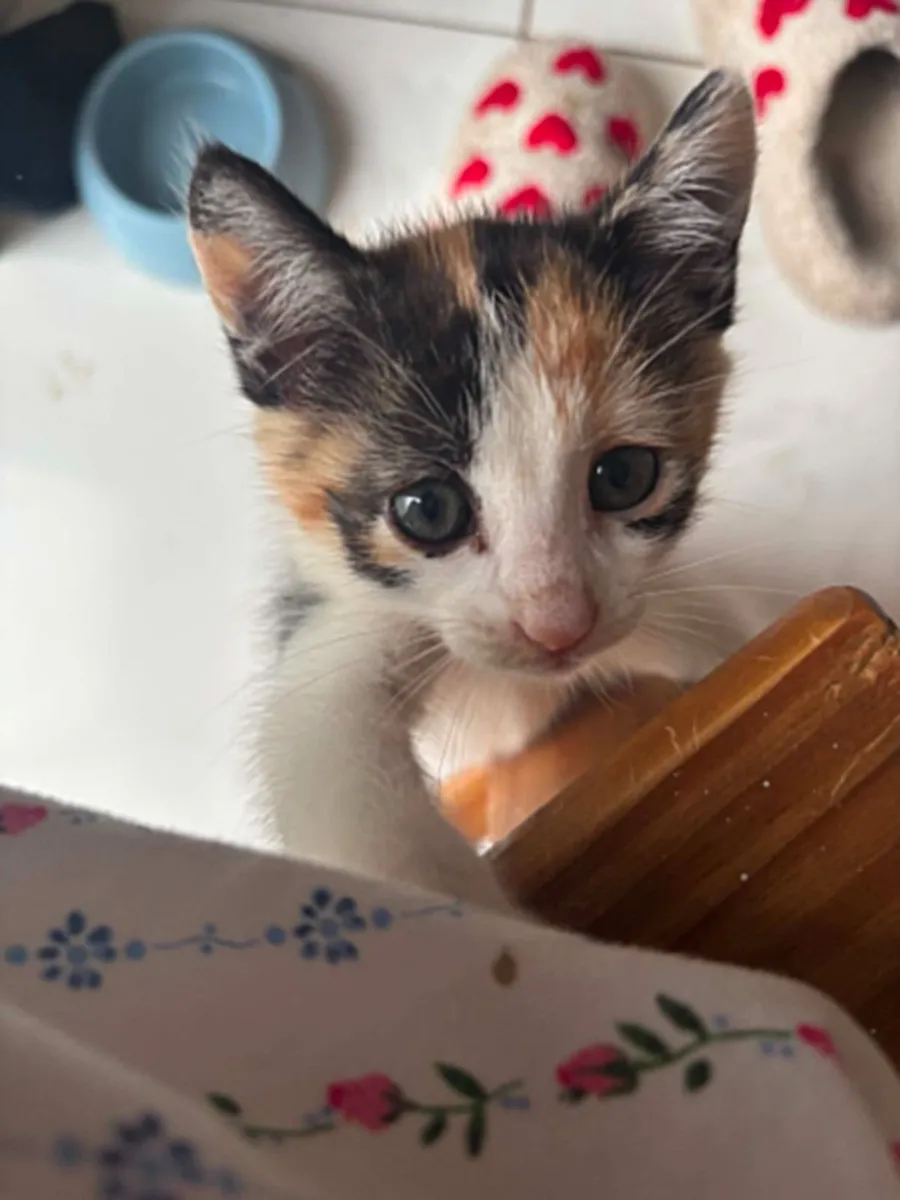 kittens - Image 1
