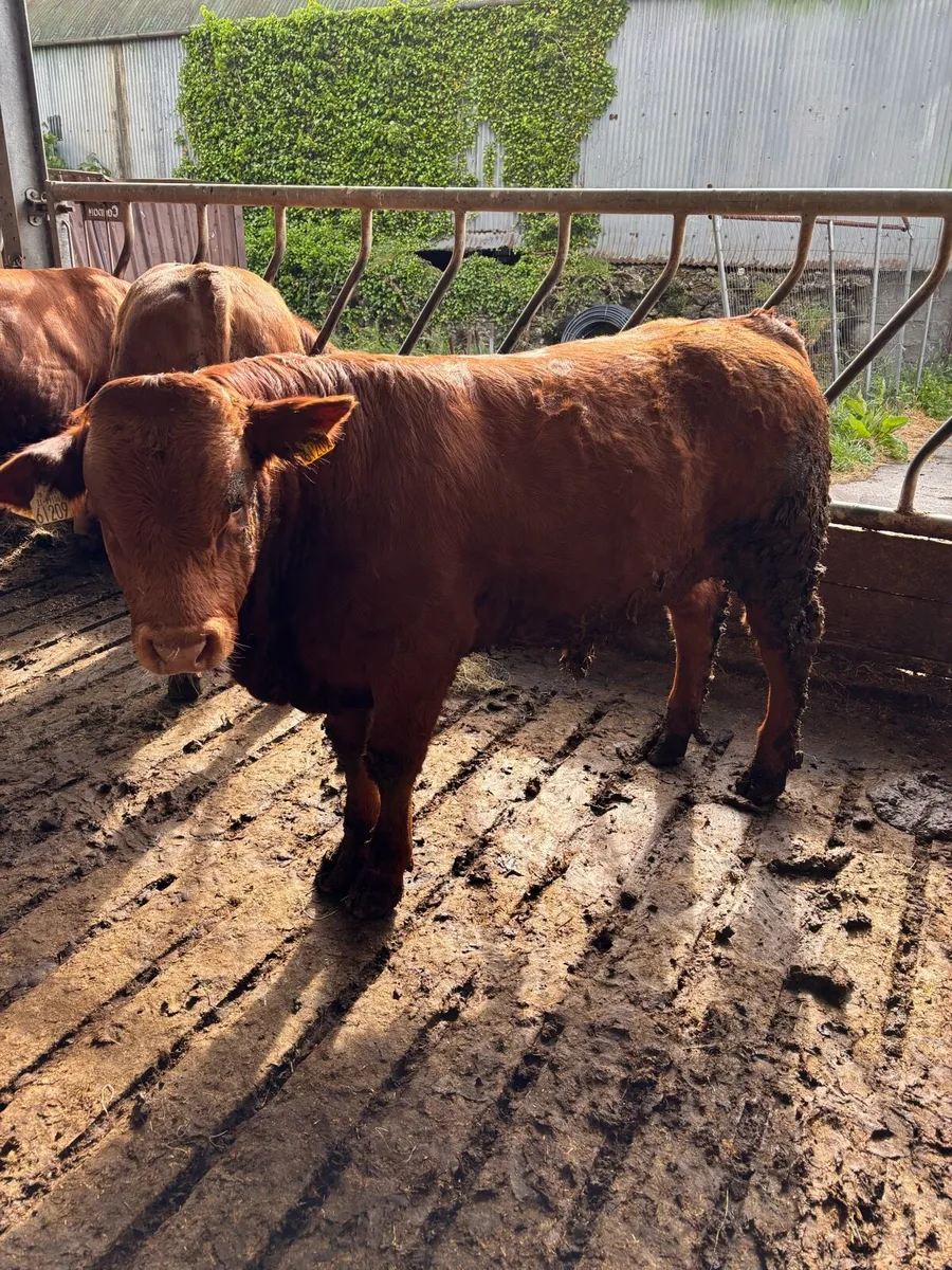 Quality weanling bulls - Image 1