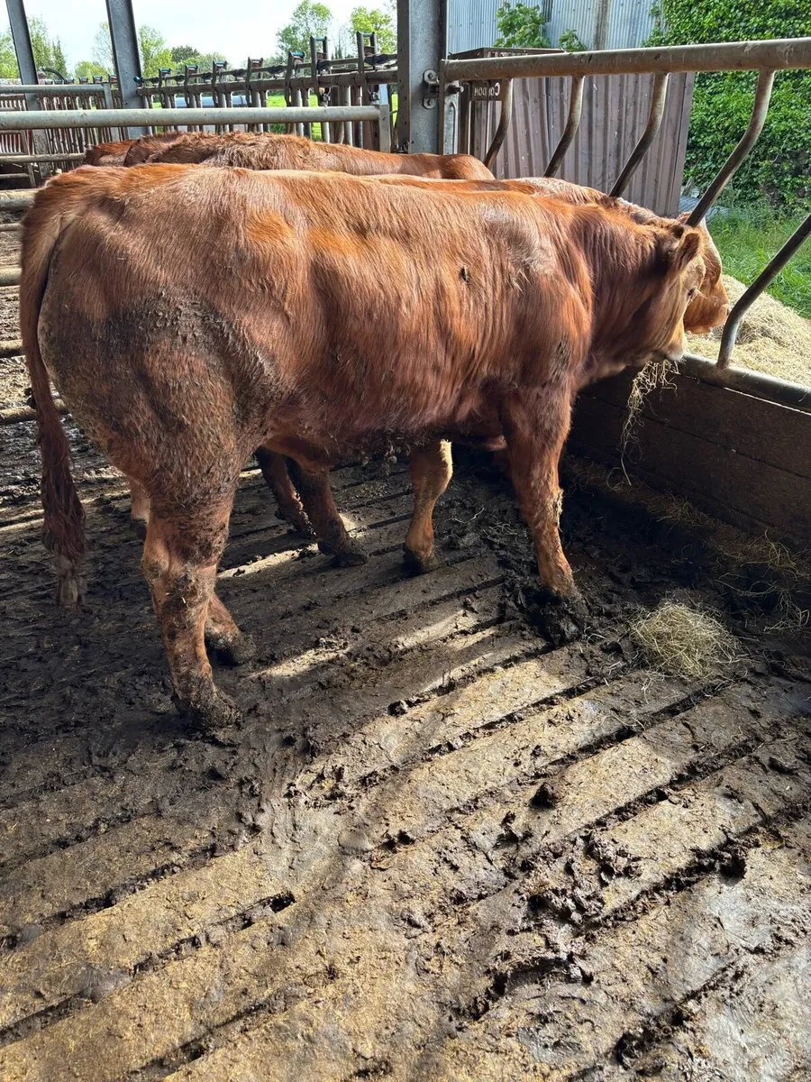 Quality weanling bulls - Image 2