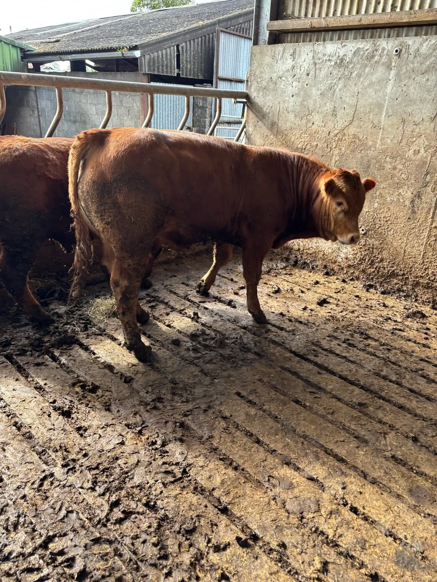 Quality weanling bulls - Image 3