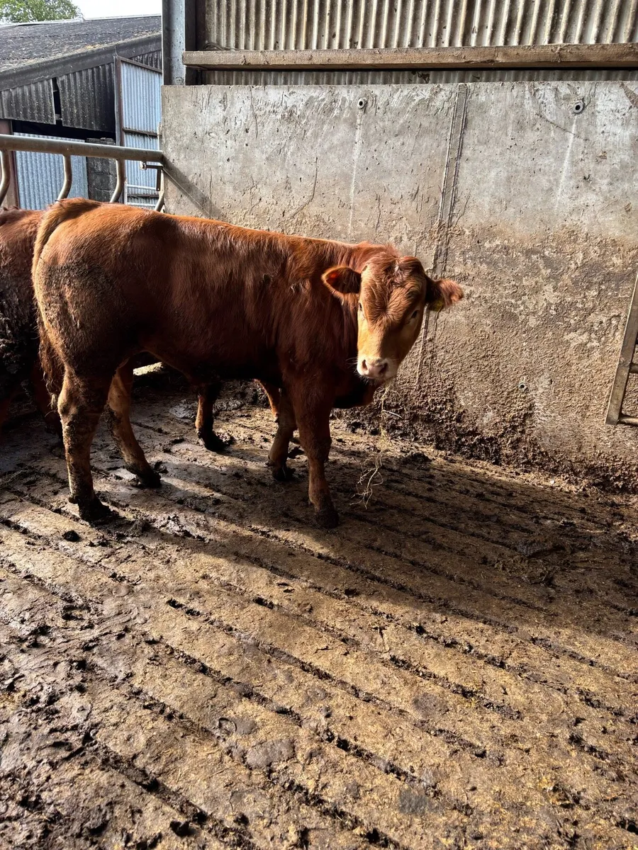 Quality weanling bulls - Image 4