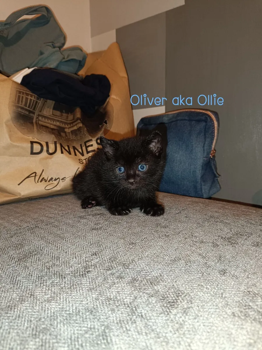 Kittens for rehoming - READ DESCRIPTION - Image 3