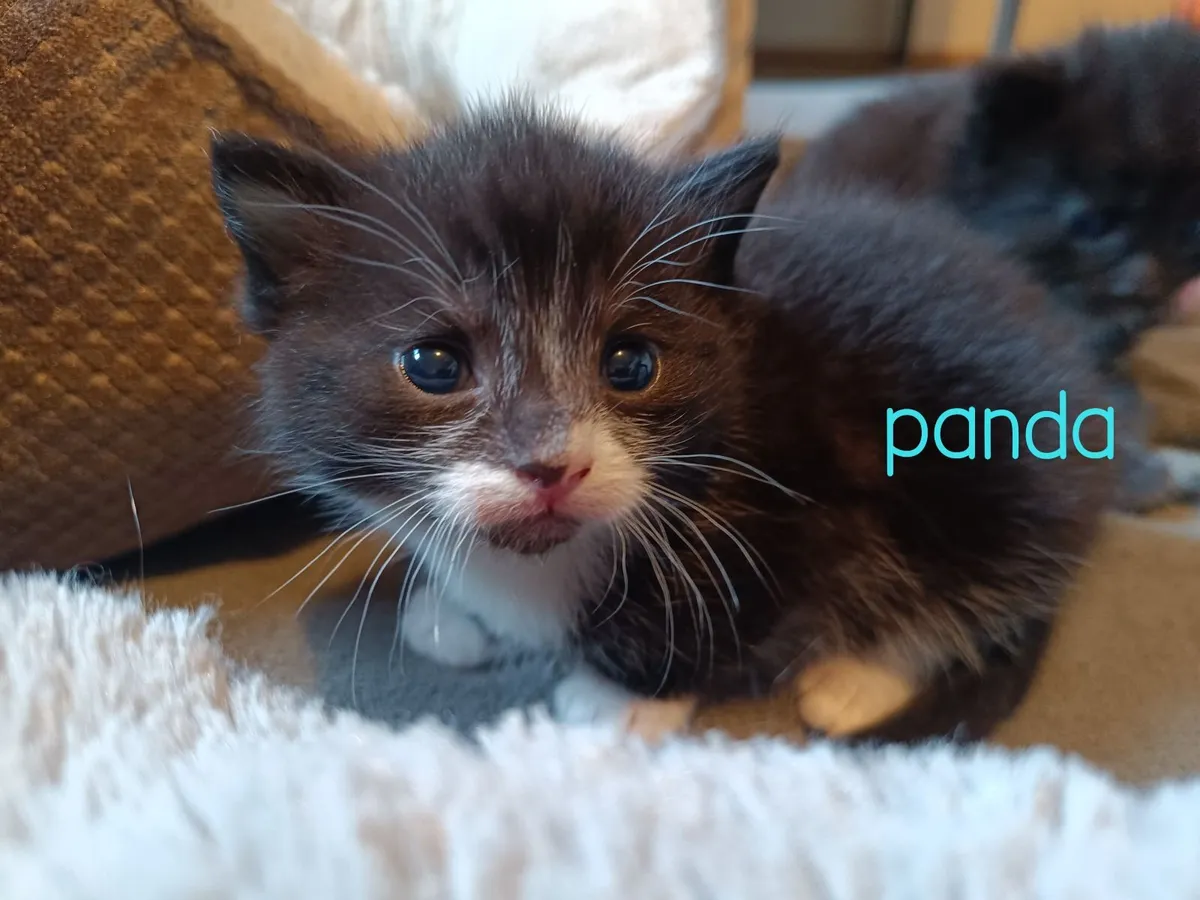 Kittens for rehoming - READ DESCRIPTION - Image 4