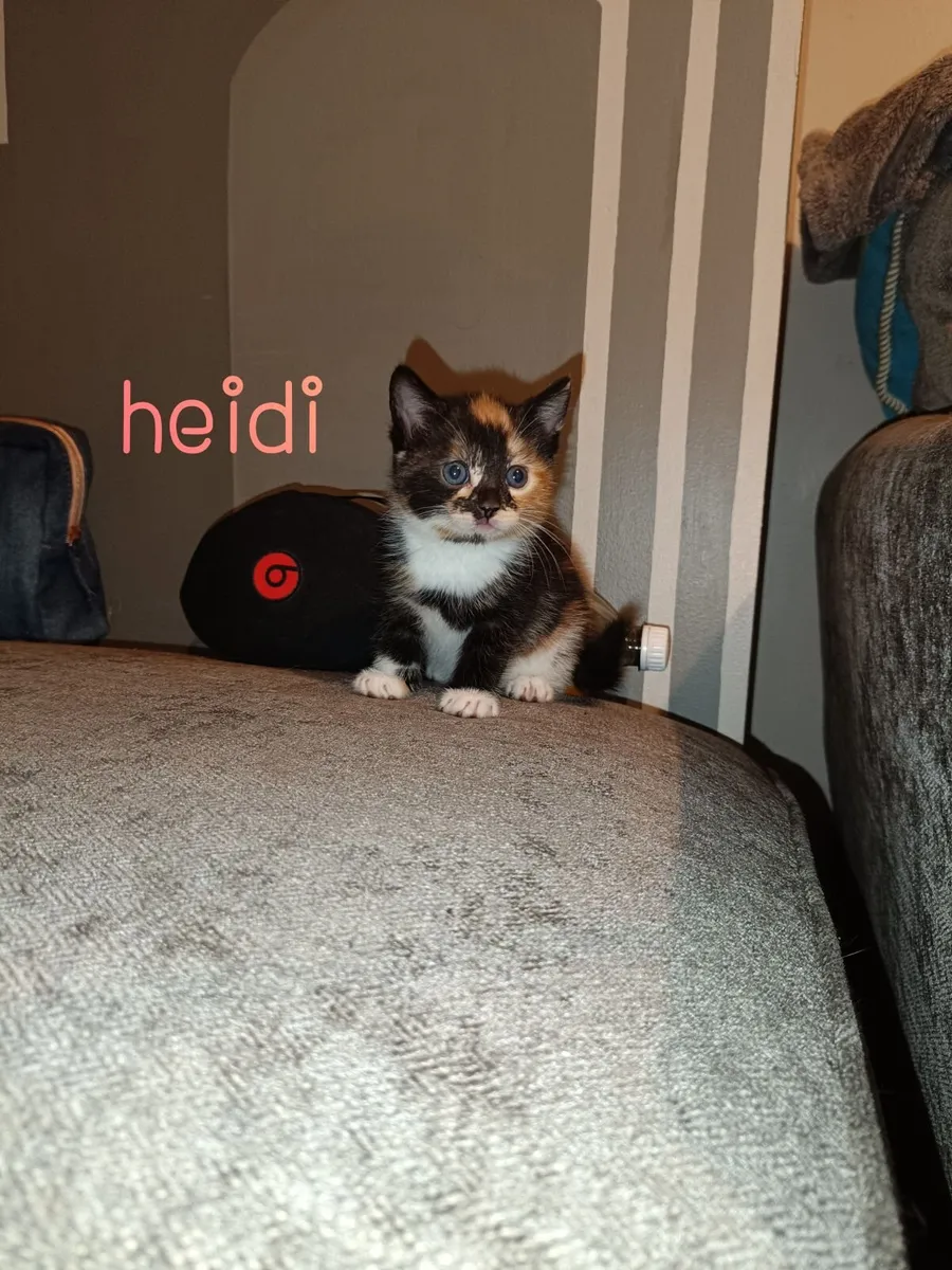 Kittens for rehoming - READ DESCRIPTION - Image 1
