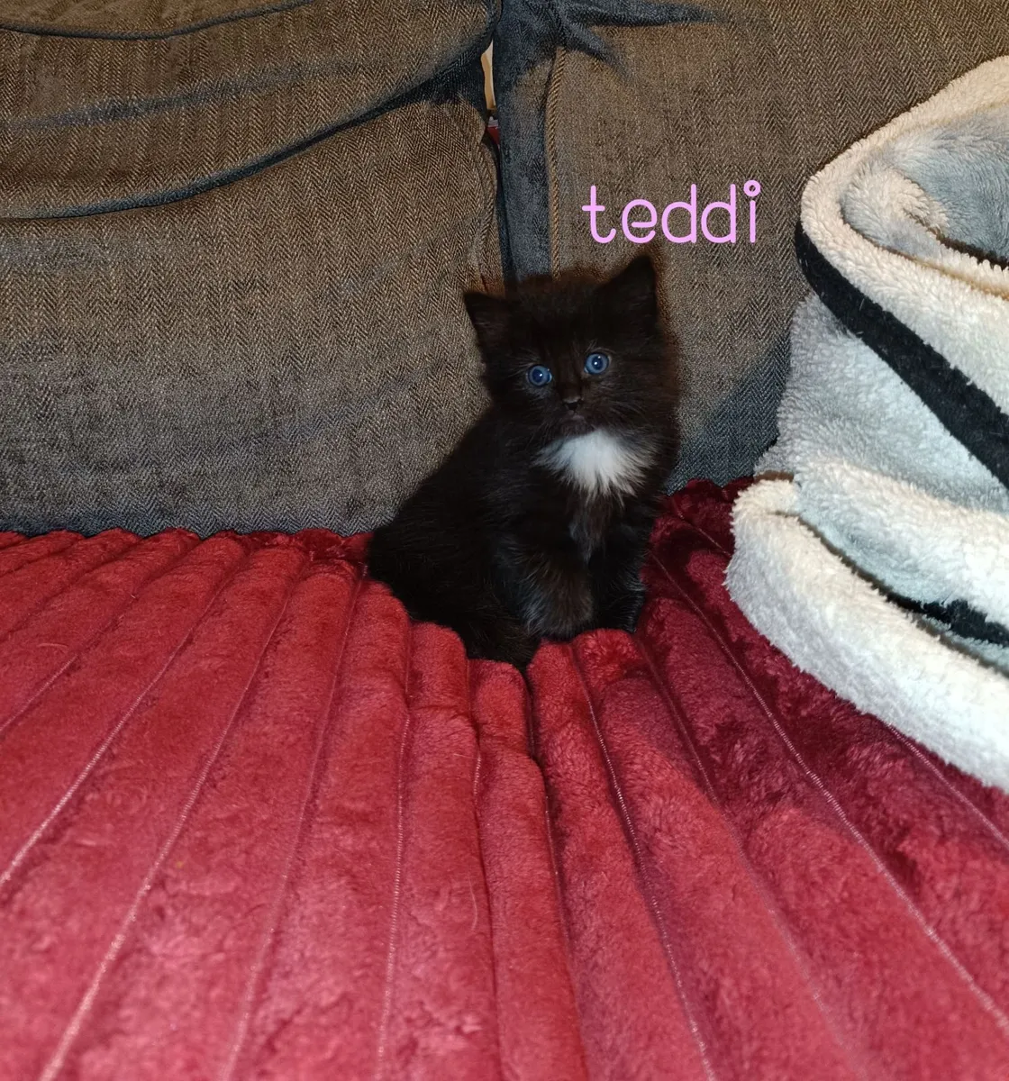 Kittens for rehoming - READ DESCRIPTION - Image 2
