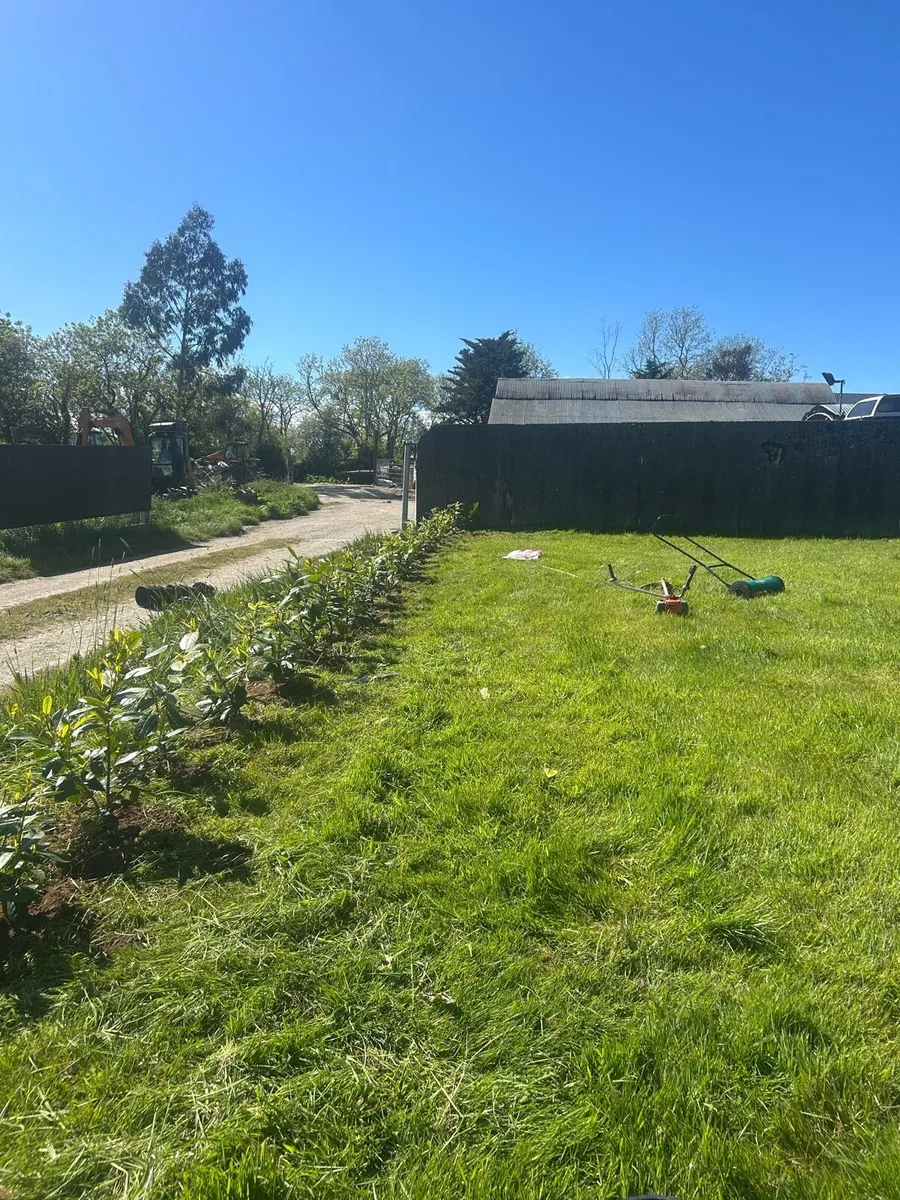 Hedge planting service - Image 1