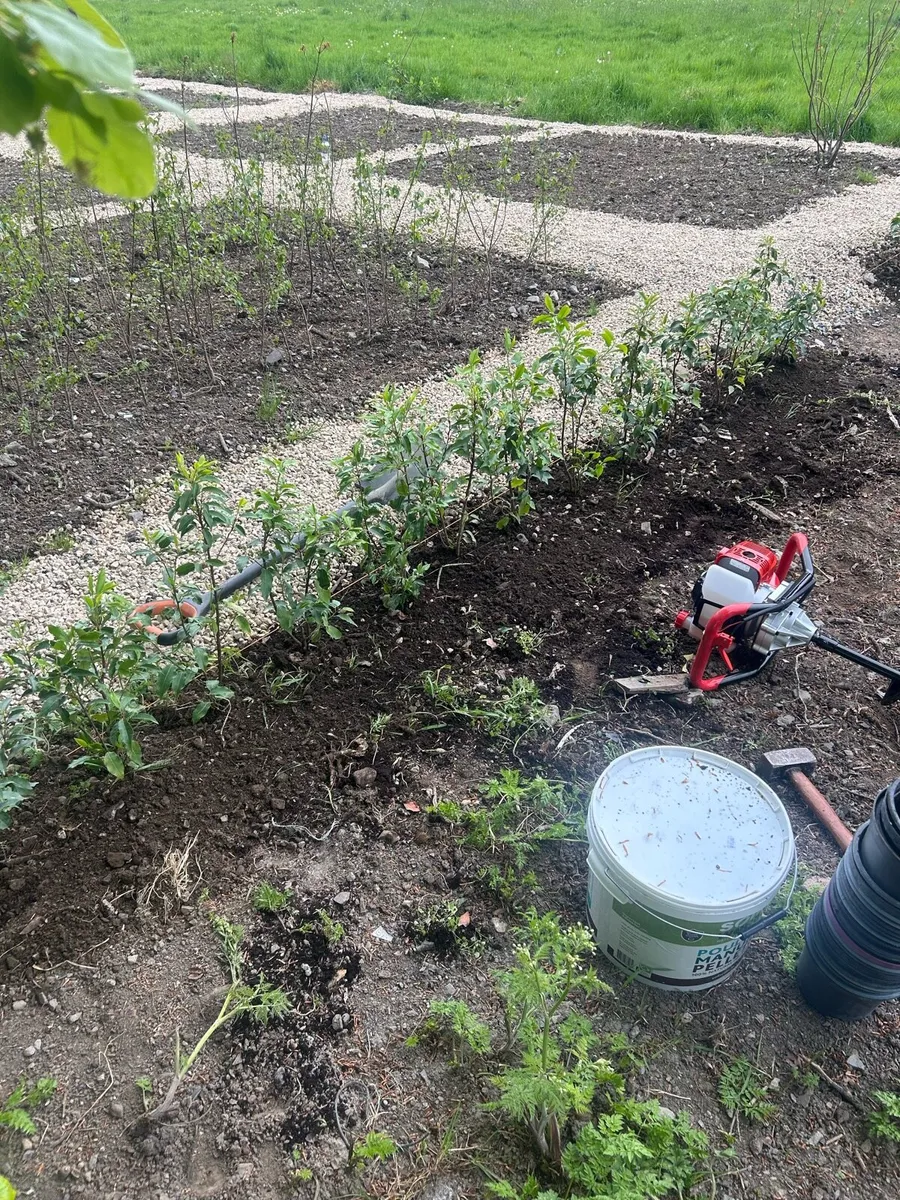 Hedge planting service - Image 2