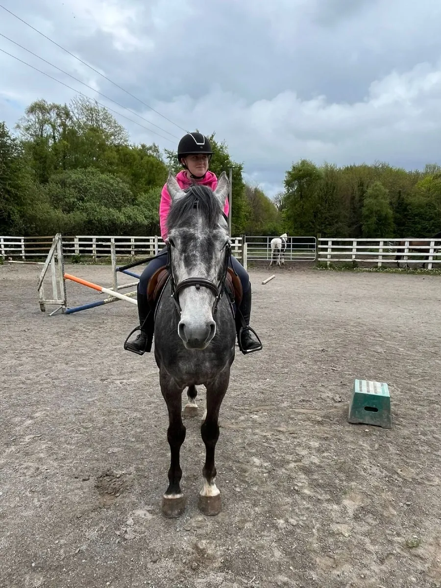 Horse - Image 2