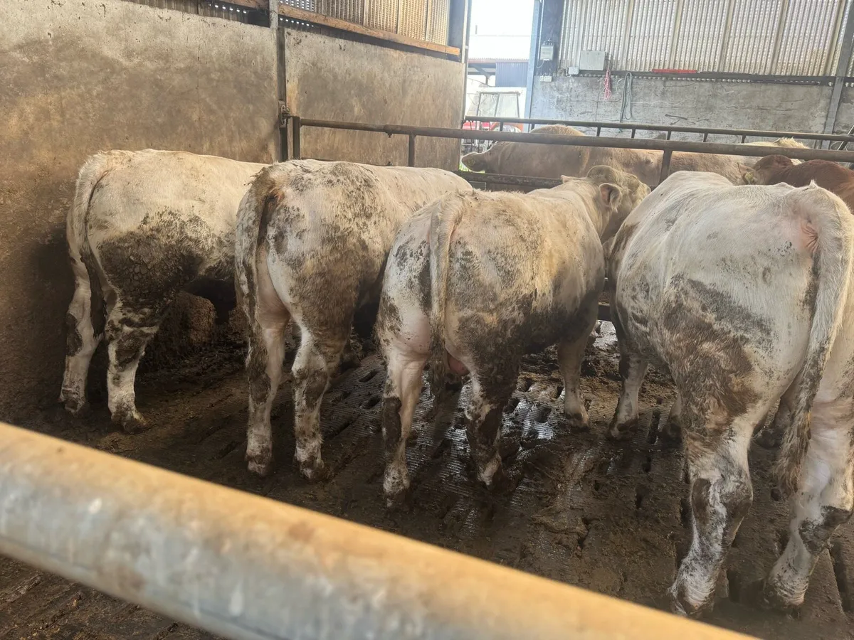 Pedigree Charolais bulls for sale - Image 2