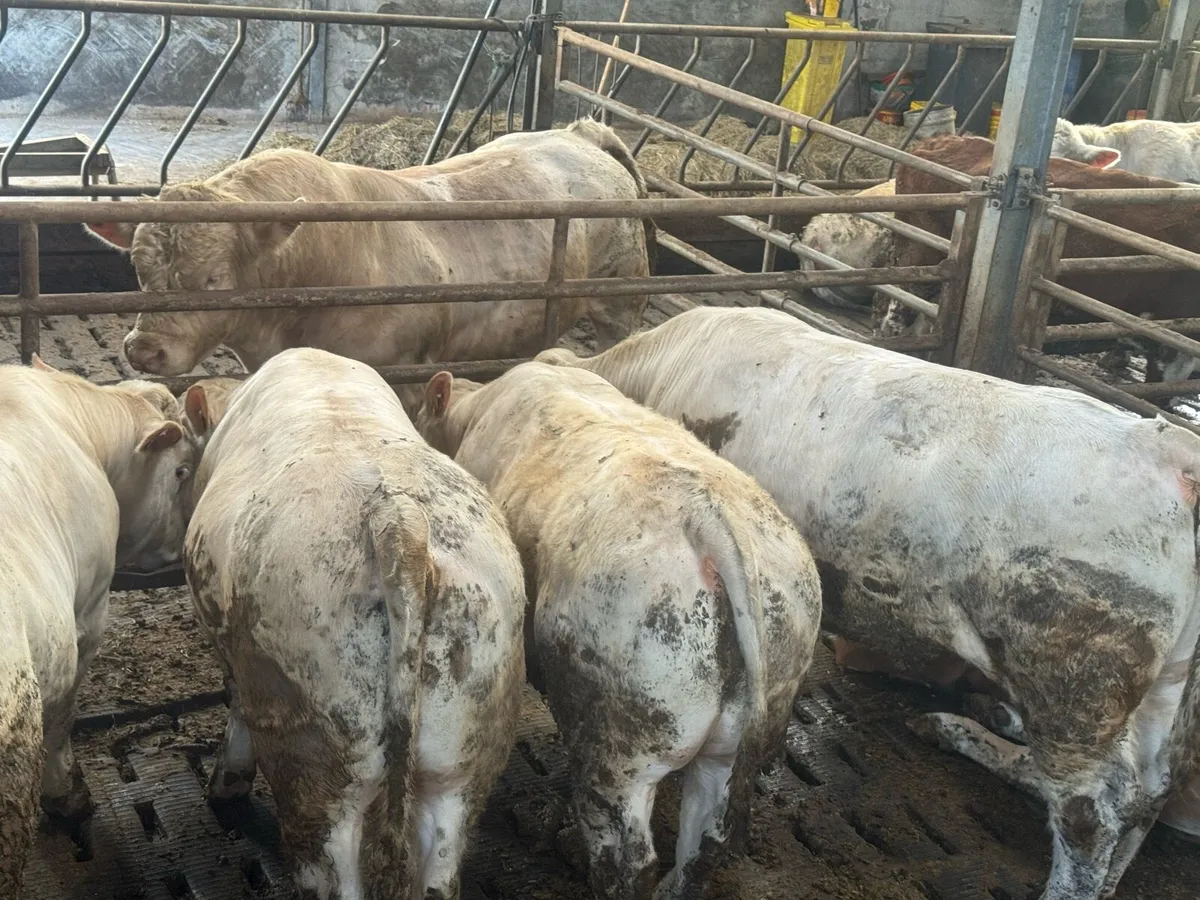 Pedigree Charolais bulls for sale - Image 3