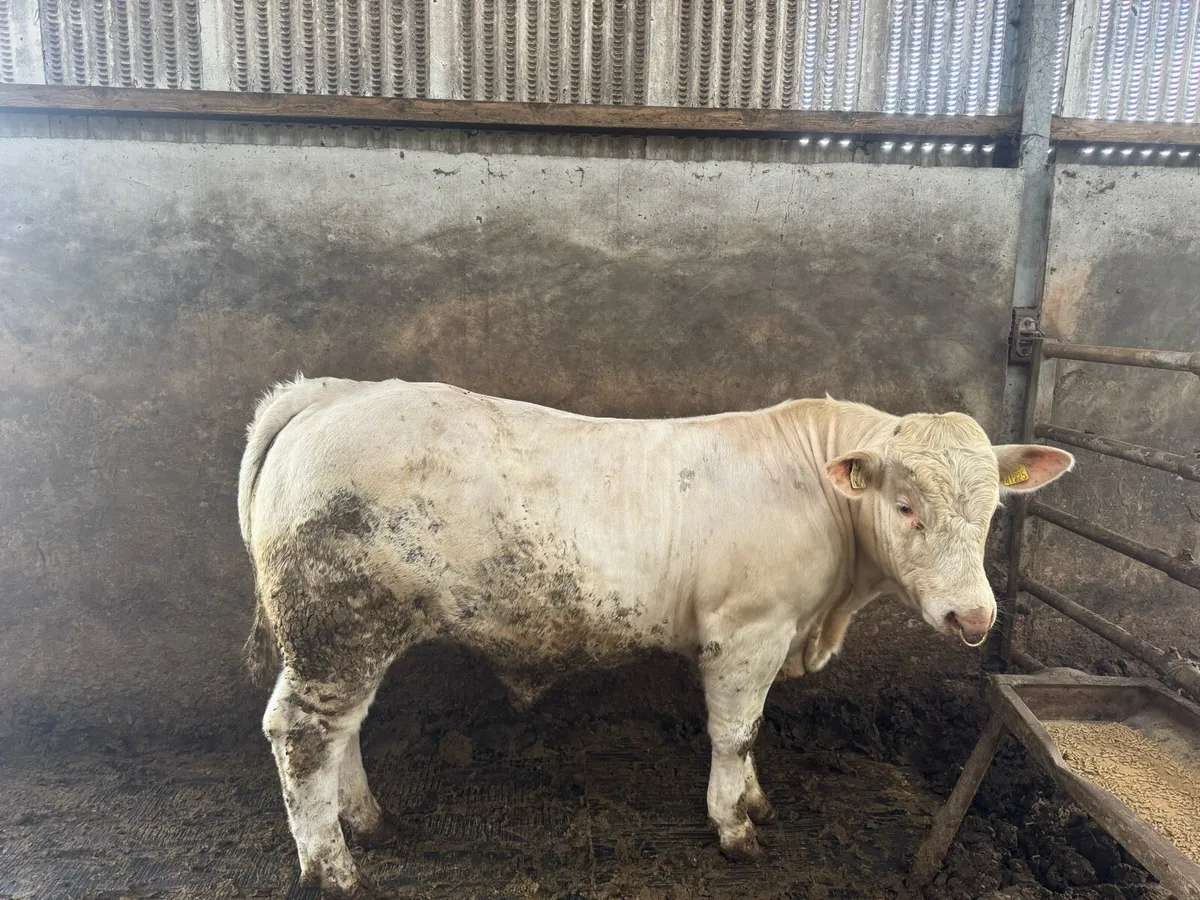 Pedigree Charolais bulls for sale - Image 4