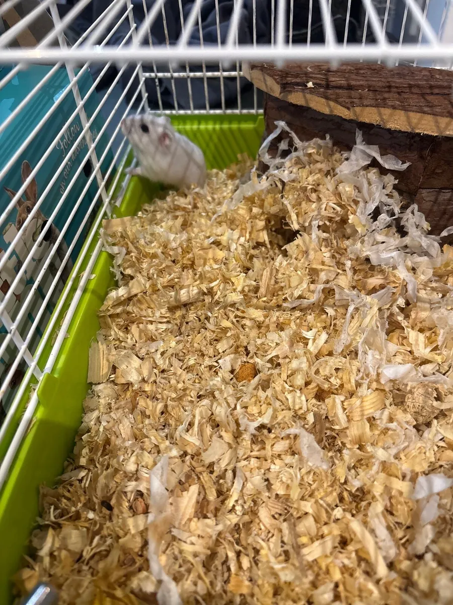 Hamster and cage - Image 1