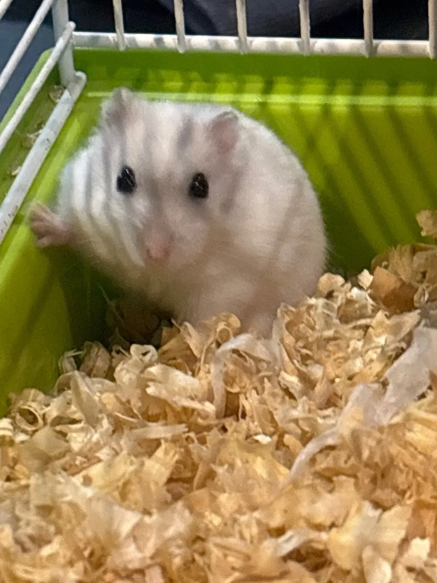 Hamster and cage - Image 2