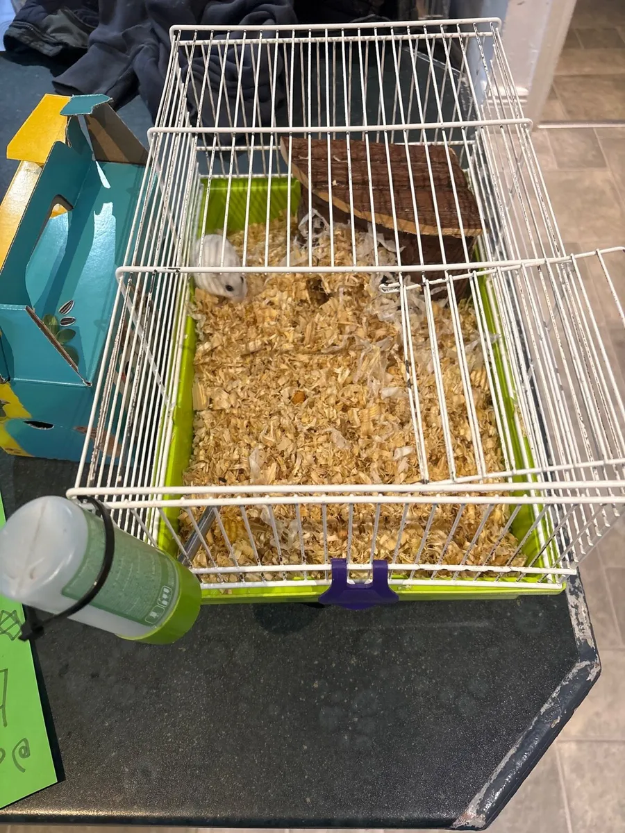 Hamster and cage - Image 3