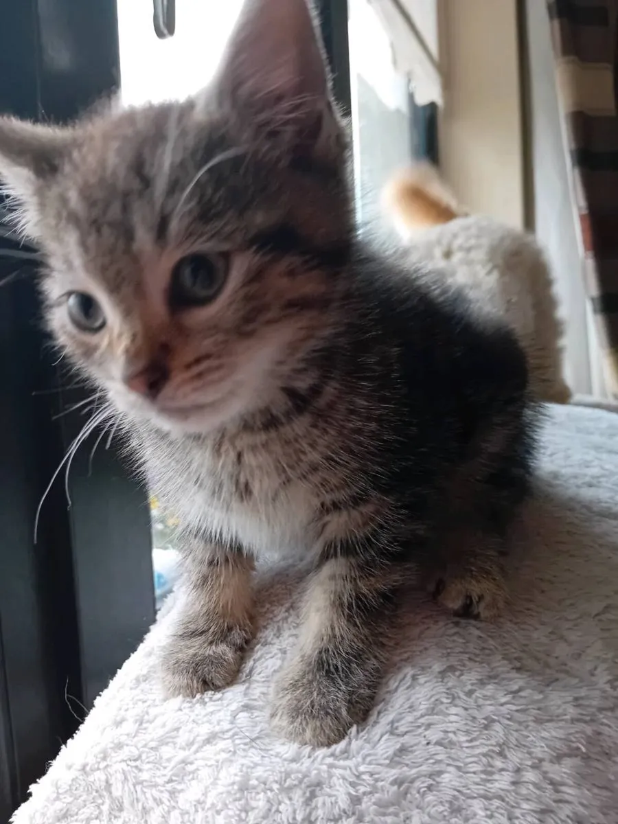 Kitten - Image 1