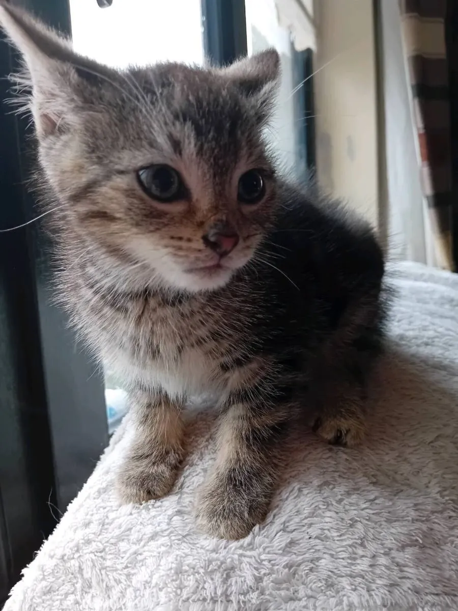 Kitten - Image 2