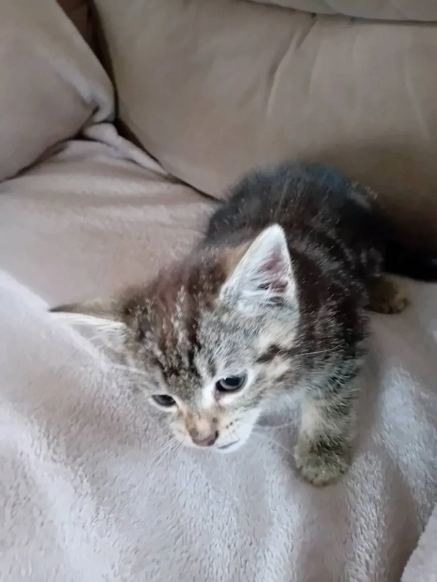 Kitten - Image 3