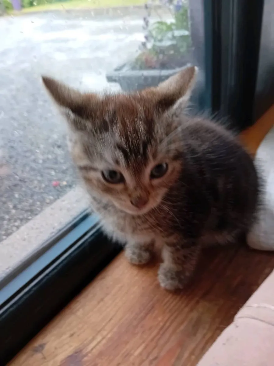 Kitten - Image 4