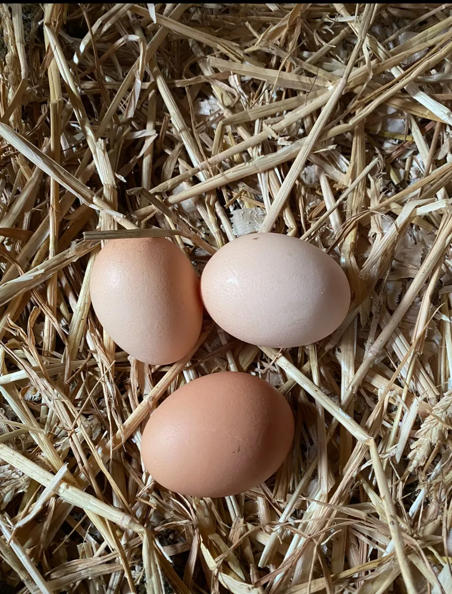 Hatching Eggs - Proven Fertility - Image 2