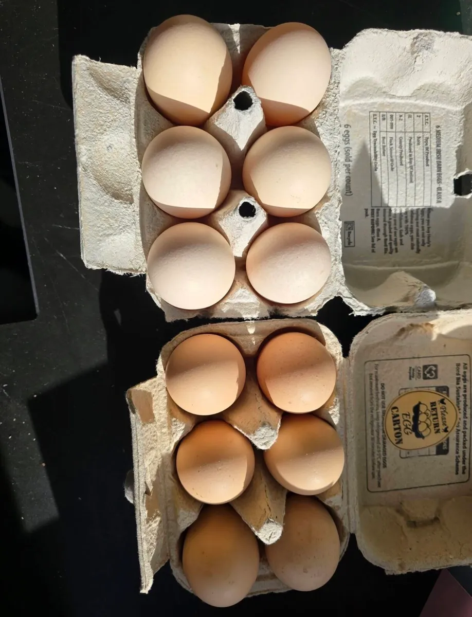 Hatching Eggs - Proven Fertility - Image 1