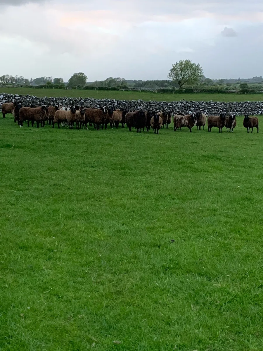 Sheep - Image 1