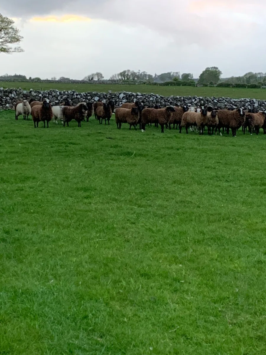 Sheep - Image 2