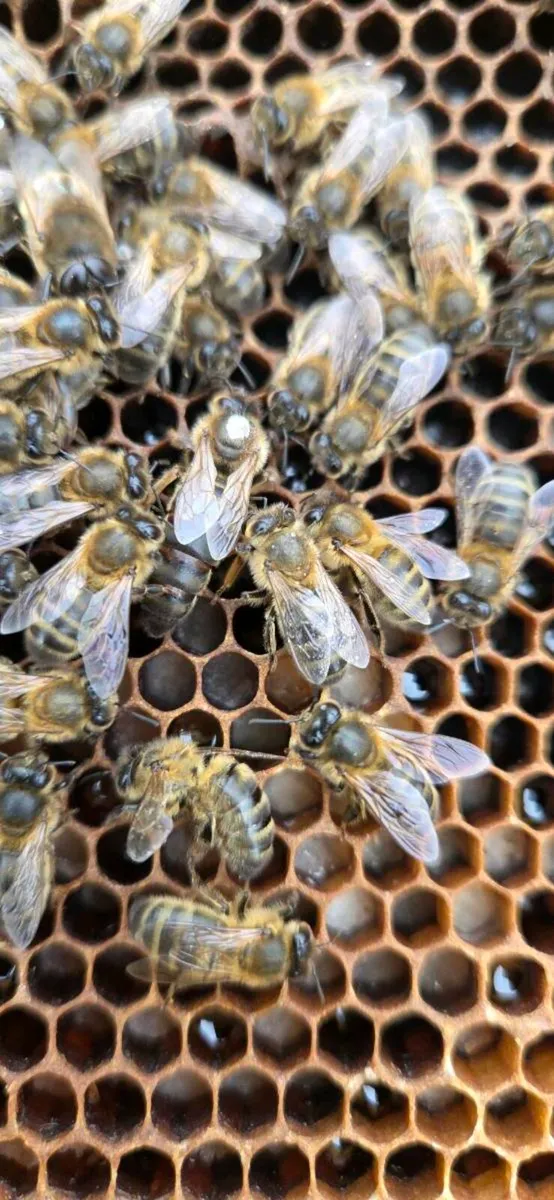 Bees - Image 1
