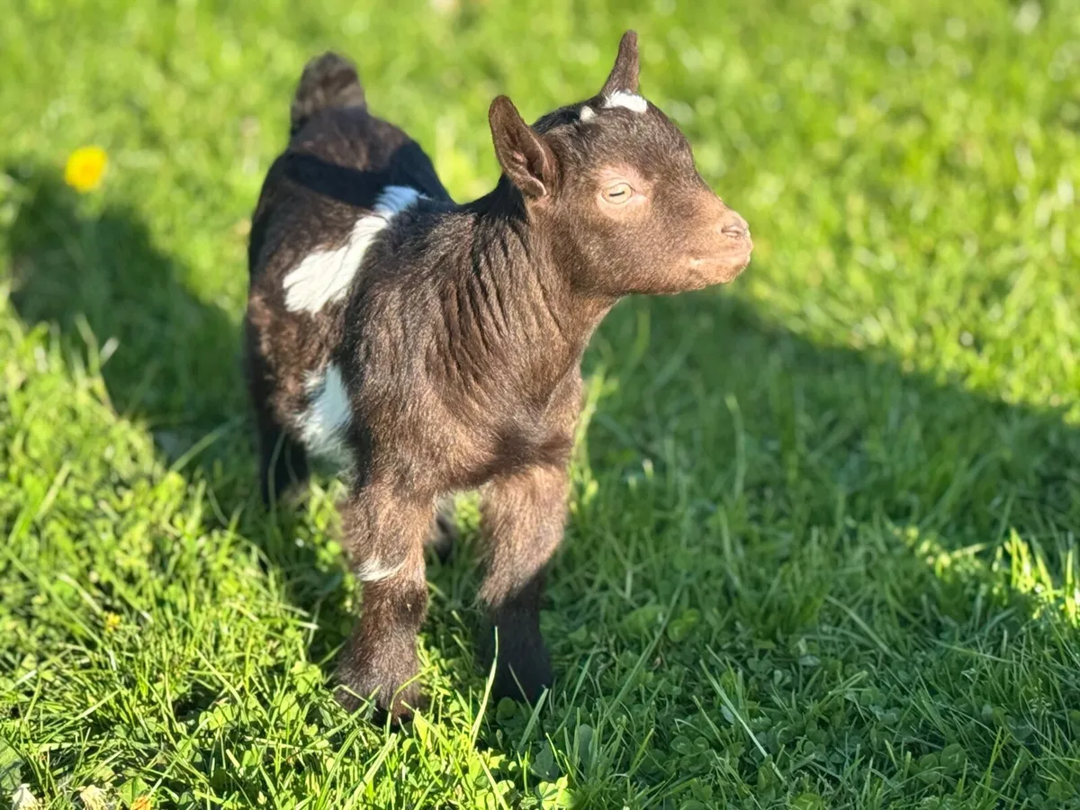 Pygmy goat - Image 3