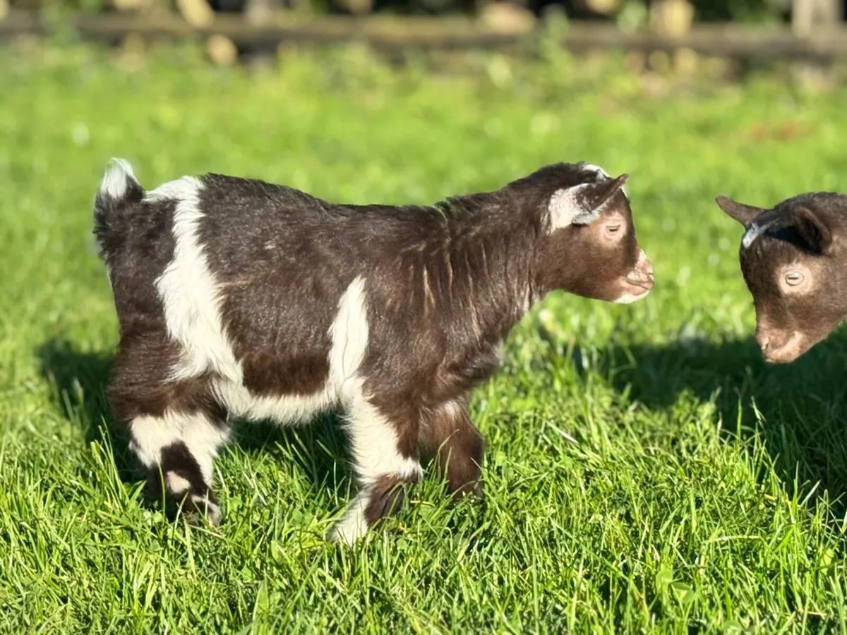 Pygmy goat - Image 4