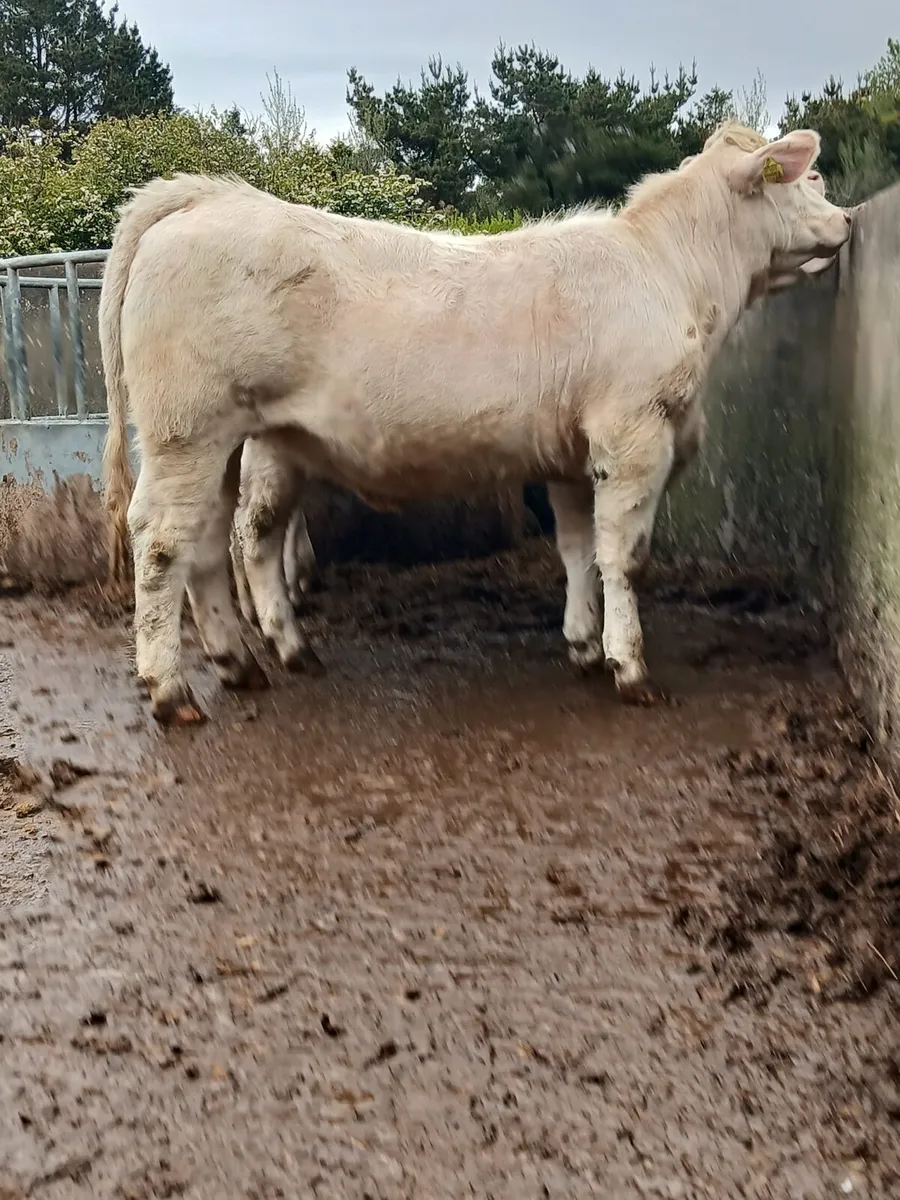 Charolais Heifers - Image 1