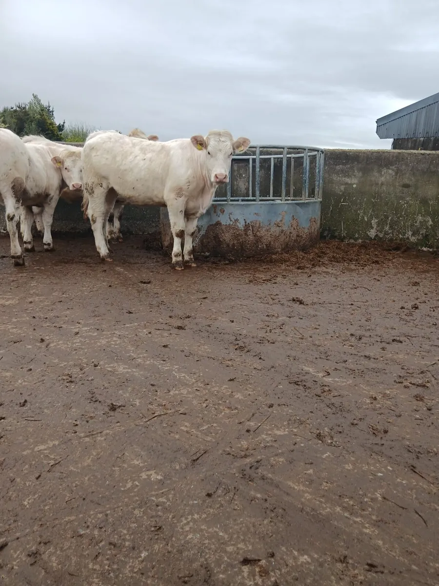 Charolais Heifers - Image 2
