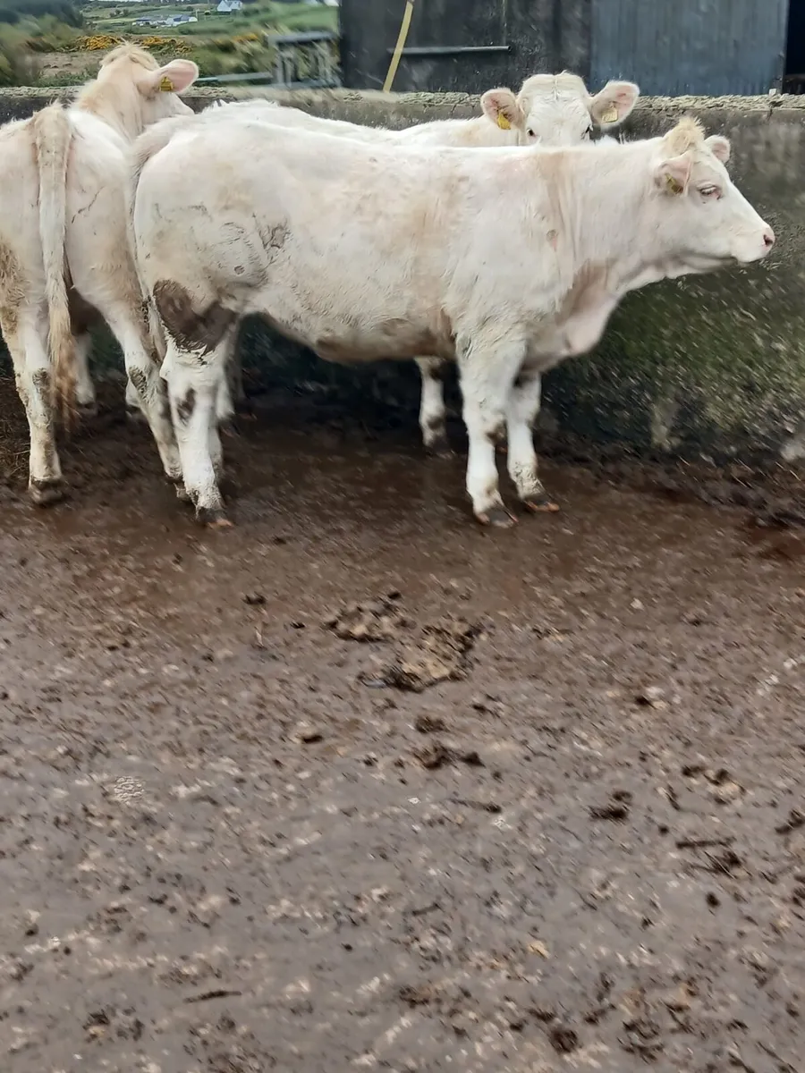 Charolais Heifers - Image 4