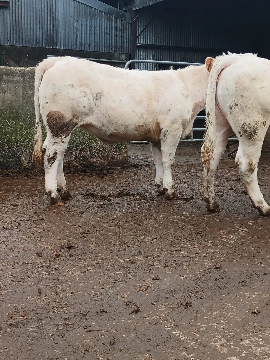 Charolais Heifers - Image 3