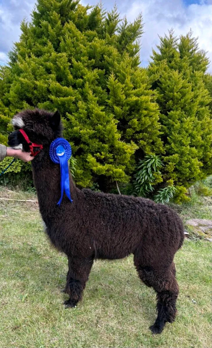 Alpaca - Image 3